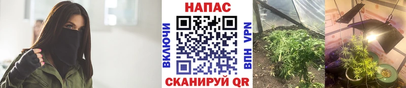 сайты даркнета наркотические препараты  закладка  Михайловск  Канабис конопля 